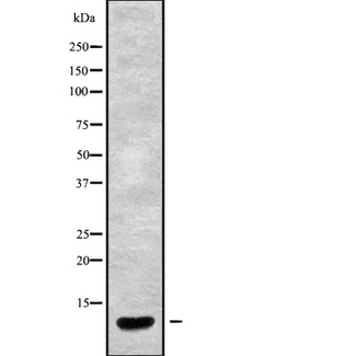 Neuropeptide S / NPS Antibody - Western blot analysis NPS using HepG2 whole cells lysates