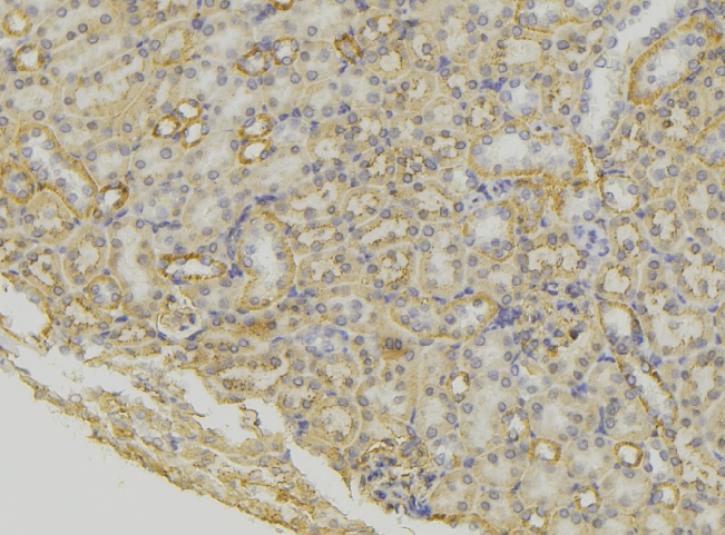 Neuropeptide S / NPS Antibody - 1:100 staining mouse kidney tissue by IHC-P. The sample was formaldehyde fixed and a heat mediated antigen retrieval step in citrate buffer was performed. The sample was then blocked and incubated with the antibody for 1.5 hours at 22°C. An HRP conjugated goat anti-rabbit antibody was used as the secondary.