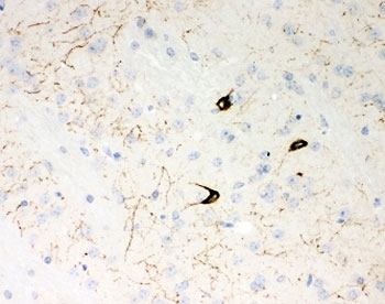 Neuropeptide Y / NPY Antibody - IHC-P: NPY antibody testing of mouse brain tissue