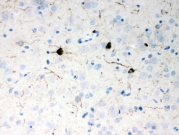Neuropeptide Y / NPY Antibody - IHC-P: NPY antibody testing of rat brain tissue