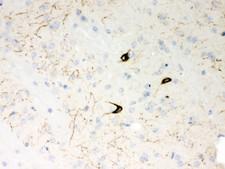Neuropeptide Y / NPY Antibody - Neuropeptide Y antibody IHC-paraffin: Mouse Brain Tissue.