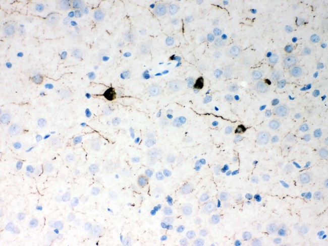 Neuropeptide Y / NPY Antibody - Neuropeptide Y antibody IHC-paraffin: Rat Brain Tissue.