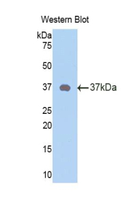 Neuropeptide Y / NPY Antibody - Western blot of recombinant Neuropeptide Y / NPY.  This image was taken for the unconjugated form of this product. Other forms have not been tested.