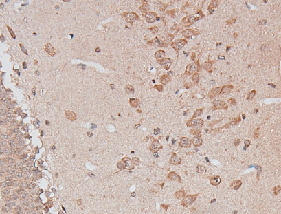 Neuropeptide Y / NPY Antibody - 1:200 staining rat brain tissue by IHC-P.