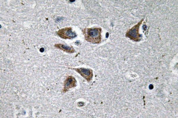 Neuropeptide Y / NPY Antibody - IHC of NPY (P94) pAb in paraffin-embedded human brain tissue.