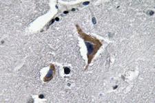 Neurophysin Antibody - IHC of Neurophysin I (K40) pAb in paraffin-embedded human brain tissue.