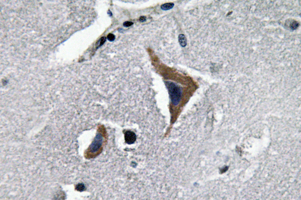 Neurophysin I Antibody - Immunohistochemistry analysis of Neurophysin I antibody in paraffin-embedded human brain tissue.