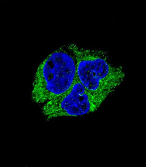 Neuroserpin Antibody - Confocal immunofluorescence of SERPINI1 Antibody with HepG2 cell followed by Alexa Fluor 488-conjugated goat anti-rabbit lgG (green). DAPI was used to stain the cell nuclear (blue).