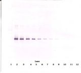 Neuroserpin Antibody - Western Blot (non-reducing) of Neuroserpin antibody. This image was taken for the unconjugated form of this product. Other forms have not been tested.