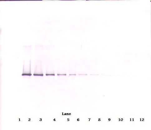 Neuroserpin Antibody - Western Blot (reducing) of Neuroserpin antibody. This image was taken for the unconjugated form of this product. Other forms have not been tested.