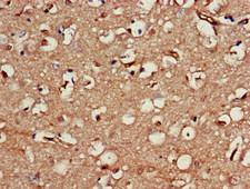 Neuroserpin Antibody - Immunohistochemistry of paraffin-embedded human brain tissue at dilution of 1:100