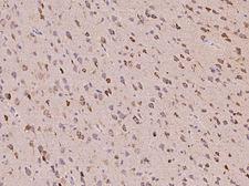 Neuroserpin Antibody - Immunochemical staining of mouse Neuroserpin in mouse brain with rabbit polyclonal antibody at 1:5000 dilution, formalin-fixed paraffin embedded sections.