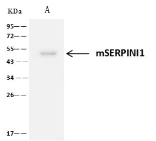 Neuroserpin Antibody - Immunoprecipitated mSERPINI1.