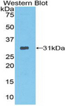 Neurotrypsin Antibody - Western blot of recombinant Neurotrypsin.  This image was taken for the unconjugated form of this product. Other forms have not been tested.