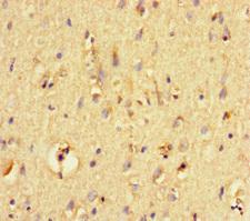 Neurotrypsin Antibody - Immunohistochemistry of paraffin-embedded human brain tissue at dilution of 1:100