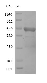 HN Protein - (Tris-Glycine gel) Discontinuous SDS-PAGE (reduced) with 5% enrichment gel and 15% separation gel.