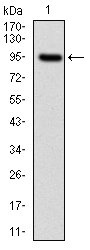 NF-L / NEFL Antibody - Western blot using NEFL monoclonal antibody against human NEFL (AA: 422-543) recombinant protein. (Expected MW is 62 kDa)