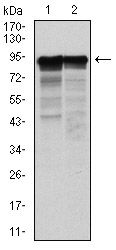 NF-L / NEFL Antibody - Western blot using NEFL mouse monoclonal antibody against HeLa (1) and Jurkat (2) cell lysate.