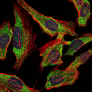 NF-L / NEFL Antibody - Immunofluorescence of HeLa cells using NEFL mouse monoclonal antibody (green). Blue: DRAQ5 fluorescent DNA dye. Red: Actin filaments have been labeled with Alexa Fluor-555 phalloidin.