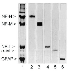 NF-L / NEFL Antibody - Rat spinal cord homogenate showing the major intermediate filament proteins of the nervous system (lane 1). The remaining lanes show blots of this material stained with various antibodies including NEFL / NF-L Antibody Neurofilament light chain Antibody (NF-L ) (lane 4).