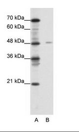 NF1A / NFIX Antibody - A: Marker, B: Jurkat Cell Lysate.  This image was taken for the unconjugated form of this product. Other forms have not been tested.