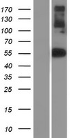 NF1A / NFIX Protein - Western validation with an anti-DDK antibody * L: Control HEK293 lysate R: Over-expression lysate