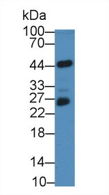 NF2 / Merlin Antibody - Western Blot; Sample:Mouse Serum; Primary Ab: 2µg/mL Rabbit Anti-Human NF2 Antibody Second Ab: 0.2µg/mL HRP-Linked Caprine Anti-Rabbit IgG Polyclonal Antibody