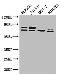 NF2 / Merlin Antibody - Positive WB detected in:HEK293 whole cell lysate,Jurkat whole cell lysate,MCF-7 whole cell lysate,NIH/3T3 whole cell lysate;All lanes: NF2 antibody at 2.6ug/ml;Secondary;Goat polyclonal to rabbit IgG at 1/50000 dilution;Predicted band size: 70,73,60,65,64,31,66,20,25 kDa;Observed band size: 70,73 kDa;