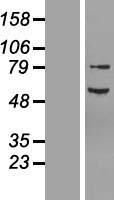 NF2 / Merlin Protein - Western validation with an anti-DDK antibody * L: Control HEK293 lysate R: Over-expression lysate