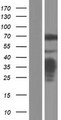 NF2 / Merlin Protein - Western validation with an anti-DDK antibody * L: Control HEK293 lysate R: Over-expression lysate
