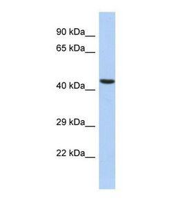 NF45 / ILF2 Antibody - Western blot of Human HepG2. ILF2 antibody dilution 1.0 ug/ml.  This image was taken for the unconjugated form of this product. Other forms have not been tested.