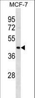 NF45 / ILF2 Antibody - ILF2 Antibody western blot of MCF-7 cell line lysates (35 ug/lane). The ILF2 antibody detected the ILF2 protein (arrow).