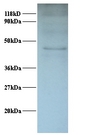 NF45 / ILF2 Antibody - Western blot of Interleukin enhancer-binding factor 2 polyclonal Antibody at 2 ug/ml + 293T whole cell lysate at 20 ug. Secondary: Goat polyclonal to Rabbit IgG at 1:15000 dilution. Predicted band size: 43 kDa. Observed band size: 43 kDa.  This image was taken for the unconjugated form of this product. Other forms have not been tested.