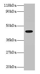 NF45 / ILF2 Antibody - Western blot All lanes: Interleukin enhancer-binding factor 2 polyclonal antibody at 2µg/ml + 293T whole cell lysate Secondary Goat polyclonal to rabbit IgG at 1/15000 dilution Predicted band size: 43 kDa Observed band size: 43 kDa