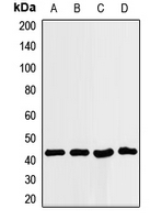 NF45 / ILF2 Antibody