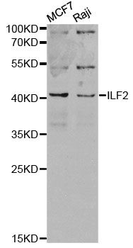 NF45 / ILF2 Antibody - Western blot analysis of extracts of various cell lines, using ILF2 antibody at 1:1000 dilution. The secondary antibody used was an HRP Goat Anti-Rabbit IgG (H+L) at 1:10000 dilution. Lysates were loaded 25ug per lane and 3% nonfat dry milk in TBST was used for blocking. An ECL Kit was used for detection and the exposure time was 5min.