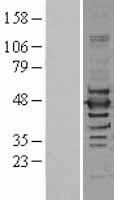 NF45 / ILF2 Protein - Western validation with an anti-DDK antibody * L: Control HEK293 lysate R: Over-expression lysate