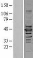NF45 / ILF2 Protein - Western validation with an anti-DDK antibody * L: Control HEK293 lysate R: Over-expression lysate