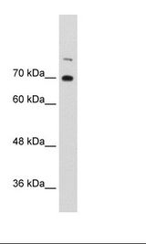 NF90 / ILF3 Antibody - Raji Cell Lysate.  This image was taken for the unconjugated form of this product. Other forms have not been tested.
