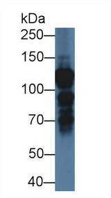 NF90 / ILF3 Antibody - Western Blot; Sample: Human K562 cell lysate; Primary Ab: 1µg/ml Rabbit Anti-Human ILF3 Antibody Second Ab: 0.2µg/mL HRP-Linked Caprine Anti-Rabbit IgG Polyclonal Antibody (Catalog: SAA544Rb19