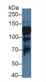 NF90 / ILF3 Antibody - Western Blot; Sample: Human HepG2 cell lysate; Primary Ab: 1µg/ml Rabbit Anti-Human ILF3 Antibody Second Ab: 0.2µg/mL HRP-Linked Caprine Anti-Rabbit IgG Polyclonal Antibody