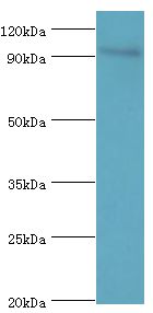 NF90 / ILF3 Antibody - Western blot. All lanes: Interleukin enhancer-binding factor 3 antibody at 3 ug/ml+HepG2 whole cell lysate. Secondary antibody: Goat polyclonal to rabbit at 1:10000 dilution. Predicted band size: 95 kDa. Observed band size: 95 kDa Immunohistochemistry.