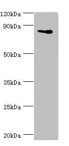 NF90 / ILF3 Antibody - Western blot All lanes: Interleukin enhancer-binding factor 3 antibody at 3µg/ml + HepG2 whole cell lysate Secondary Goat polyclonal to rabbit IgG at 1/10000 dilution Predicted band size: 96, 77, 83, 76, 75 kDa Observed band size: 96 kDa