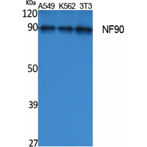 NF90 / ILF3 Antibody - Western blot of NF90 antibody