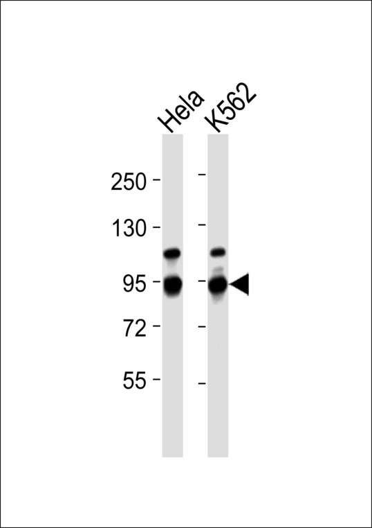 NF90 / ILF3 Antibody - All lanes : Anti-ILF3 Antibody at 1:1000 dilution Lane 1: HeLa whole cell lysates Lane 2: K562 whole cell lysates Lysates/proteins at 20 ug per lane. Secondary Goat Anti-Rabbit IgG, (H+L),Peroxidase conjugated at 1/10000 dilution Predicted band size : 95 kDa Blocking/Dilution buffer: 5% NFDM/TBST.