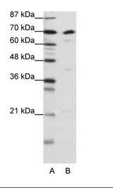NF90 / ILF3 Antibody - A: Marker, B: K562 Cell Lysate.  This image was taken for the unconjugated form of this product. Other forms have not been tested.