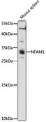 NFAM1 Antibody - Western blot analysis of extracts of Mouse spleen, using NFAM1 antibody at 1:1000 dilution. The secondary antibody used was an HRP Goat Anti-Rabbit IgG (H+L) at 1:10000 dilution. Lysates were loaded 25ug per lane and 3% nonfat dry milk in TBST was used for blocking. An ECL Kit was used for detection and the exposure time was 90s.