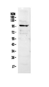 NFAT1 / NFATC2 Antibody - Western blot - Anti-NFAT1 Picoband Antibody