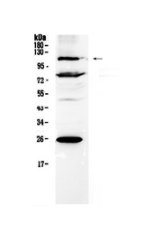 NFAT4 / NFATC3 Antibody - Western blot - Anti-NFAT4 Picoband Antibody