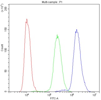 NFAT4 / NFATC3 Antibody - Flow Cytometry analysis of SiHa cells using anti-NFAT4 antibody. Overlay histogram showing SiHa cells stained with anti-NFAT4 antibody (Blue line). The cells were blocked with 10% normal goat serum. And then incubated with rabbit anti-NFAT4 Antibody (1µg/10E6 cells) for 30 min at 20°C. DyLight®488 conjugated goat anti-rabbit IgG (5-10µg/10E6 cells) was used as secondary antibody for 30 minutes at 20°C. Isotype control antibody (Green line) was rabbit IgG (1µg/10E6 cells) used under the same conditions. Unlabelled sample (Red line) was also used as a control.